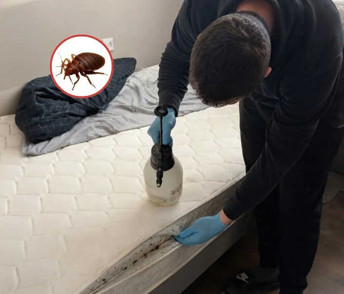 Technicien traitant un matelas contre les punaises de lit à La Queue-en-Brie